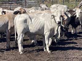 87  Brahman Steers
