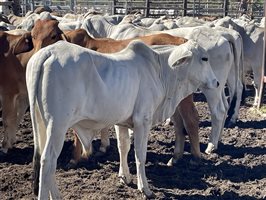 87  Brahman Steers