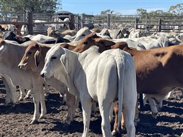 87  Brahman Steers