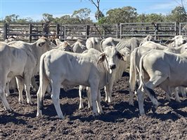 87  Brahman Steers