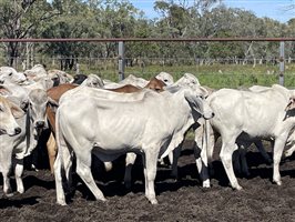 87  Brahman Steers
