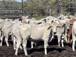 87  Brahman Steers