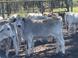 148  Brahman Steers