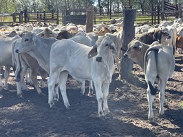 148  Brahman Steers
