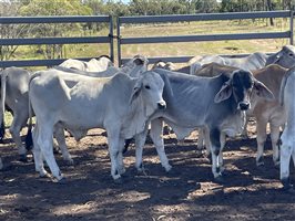 148  Brahman Steers