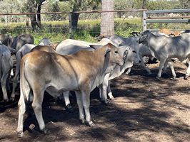 148  Brahman Steers