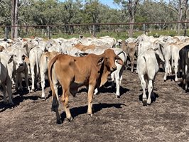 148  Brahman Steers