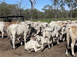 148  Brahman Steers