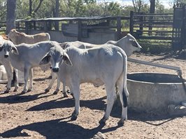 148  Brahman Steers
