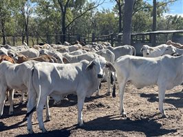 148  Brahman Steers