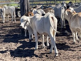 148  Brahman Steers