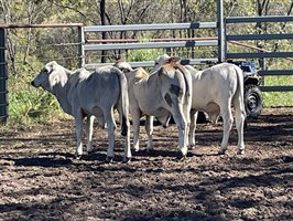 148  Brahman Steers