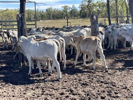 148  Brahman Steers