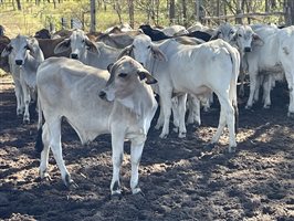 148  Brahman Steers