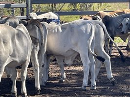 148  Brahman Steers