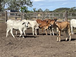 24  Brahman Heifers