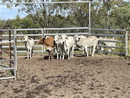 24  Brahman Heifers