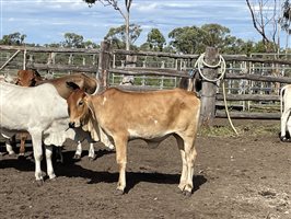 24  Brahman Heifers