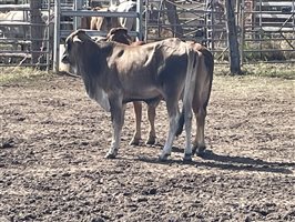 24  Brahman Heifers
