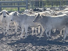 24  Brahman Heifers
