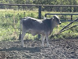 24  Brahman Heifers