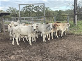 131  Brahman Heifers