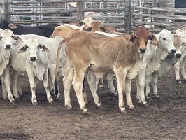 131  Brahman Heifers