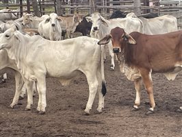131  Brahman Heifers