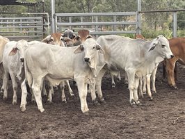 131  Brahman Heifers