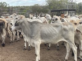 131  Brahman Heifers