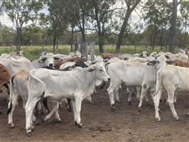 131  Brahman Heifers