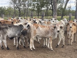 131  Brahman Heifers