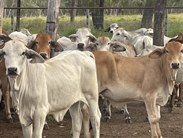 131  Brahman Heifers