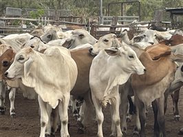 131  Brahman Heifers