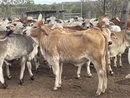 131  Brahman Heifers