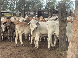 131  Brahman Heifers