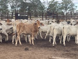131  Brahman Heifers