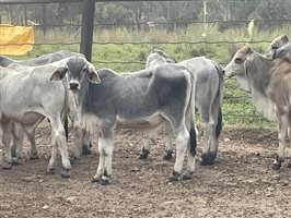 101  Brahman Calves