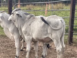 101  Brahman Calves