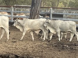 101  Brahman Calves