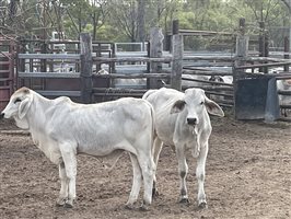 101  Brahman Calves
