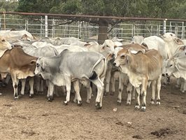 101  Brahman Calves