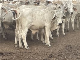 101  Brahman Calves