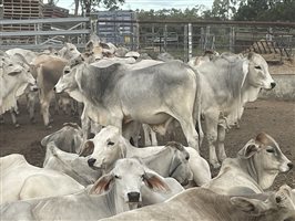 101  Brahman Calves
