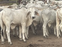 101  Brahman Calves