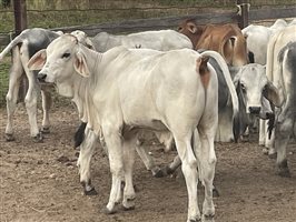 101  Brahman Calves