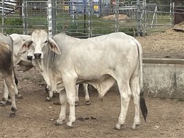 101  Brahman Calves