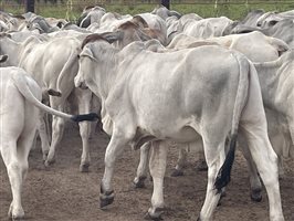 101  Brahman Calves