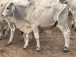 101  Brahman Calves