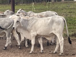 101  Brahman Calves